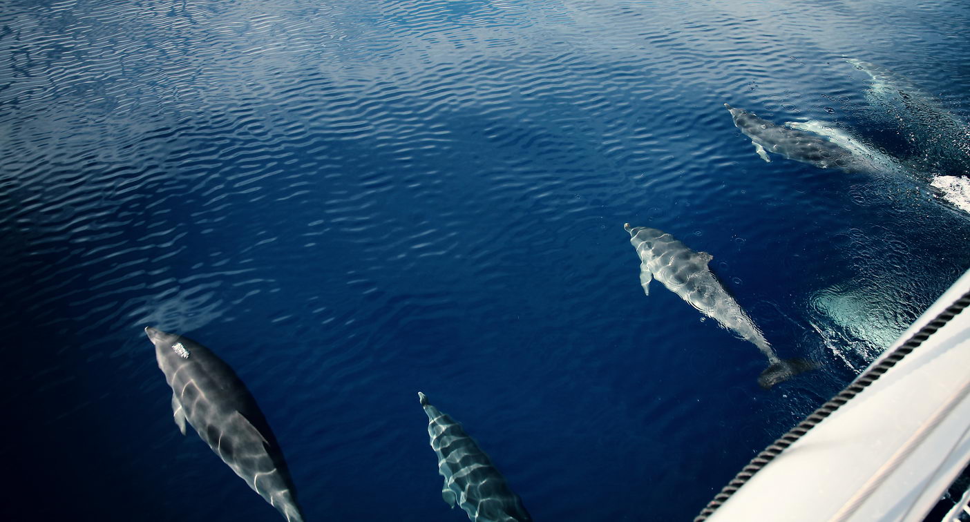 Delfíni na lodi s dětmi